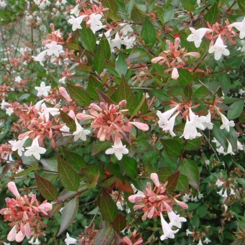 red stems, full of red-green leaves and pink-white flowers.