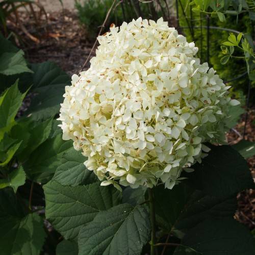 Smooth Hydrangea arborescens 'SMHAMWM' SEASIDE SERENADE BAR HARBOR - white flower clusters and dark green leaves on a smooth stems