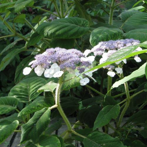 rough-leaved Hydrangea aspera 'Burgundy Bliss' - Velvety purple flowers with textured green leaves on hairy green stems