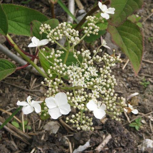Hydrangea heteromalla - white flower clusters emerging above vibrant green foliage on top of red-green stems