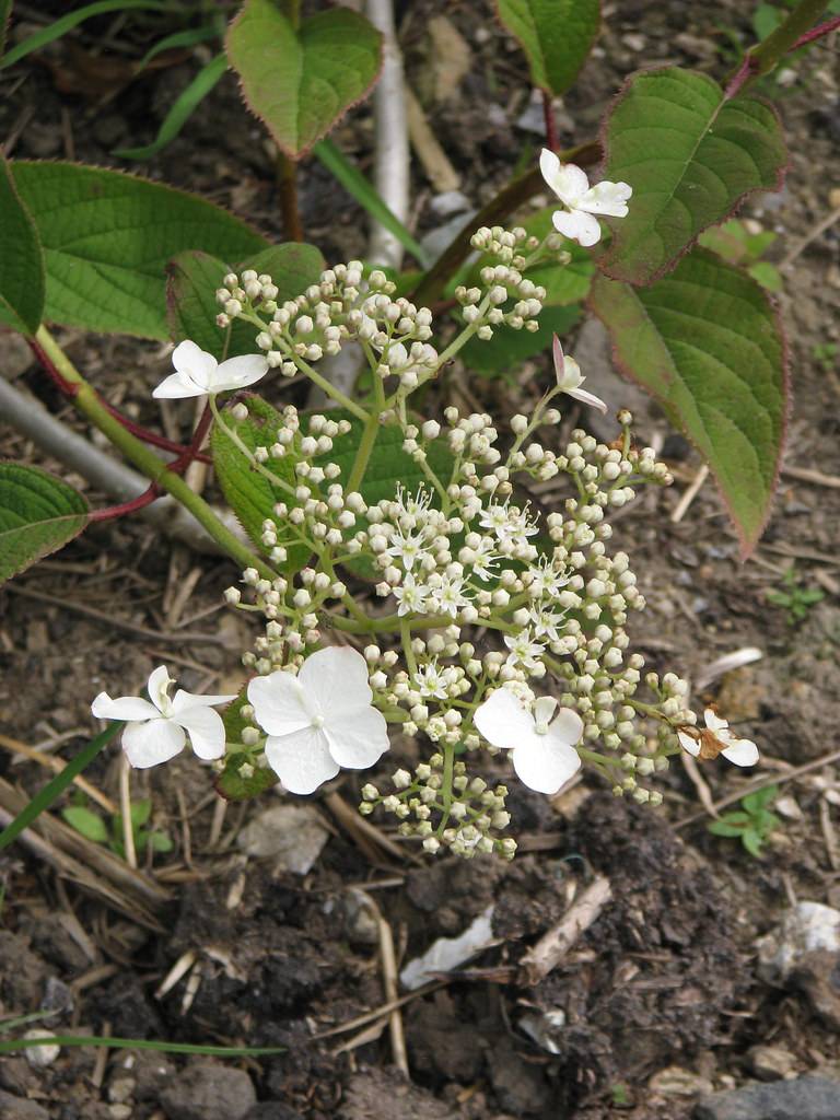 Hydrangea heteromalla -  white flower clusters emerging above vibrant green foliage on top of red-green stems