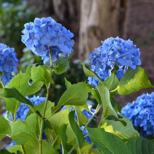 Bigleaf Hydrangea macrophylla- Round clusters of blue flowers and glossy green leaves atop slender stems