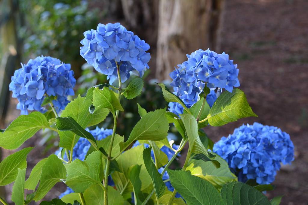 Bigleaf Hydrangea macrophylla- Round clusters of blue flowers and glossy green leaves atop slender stems