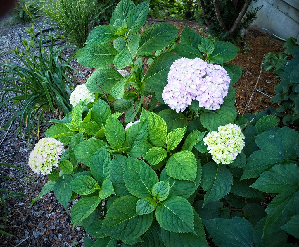 Bigleaf Hydrangea macrophylla 'Shamrock'- Compact flower clusters in white, purple, pink or pale hues surrounded by lush, dark green leaves