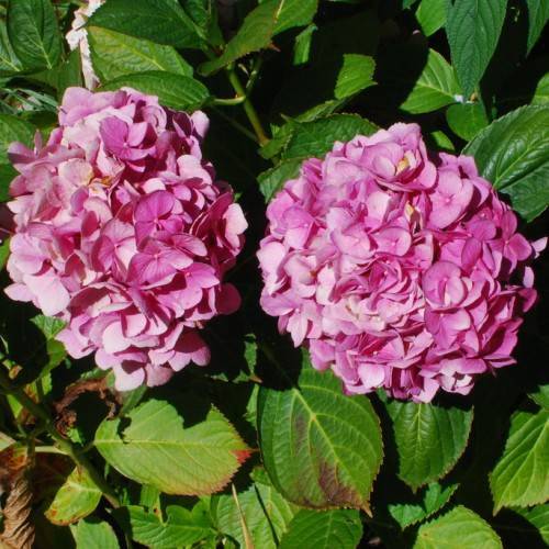 Bigleaf Hydrangea macrophylla 'Alpengluhen'- Large, cone-shaped flower clusters in shades of pink set against rich green leaves