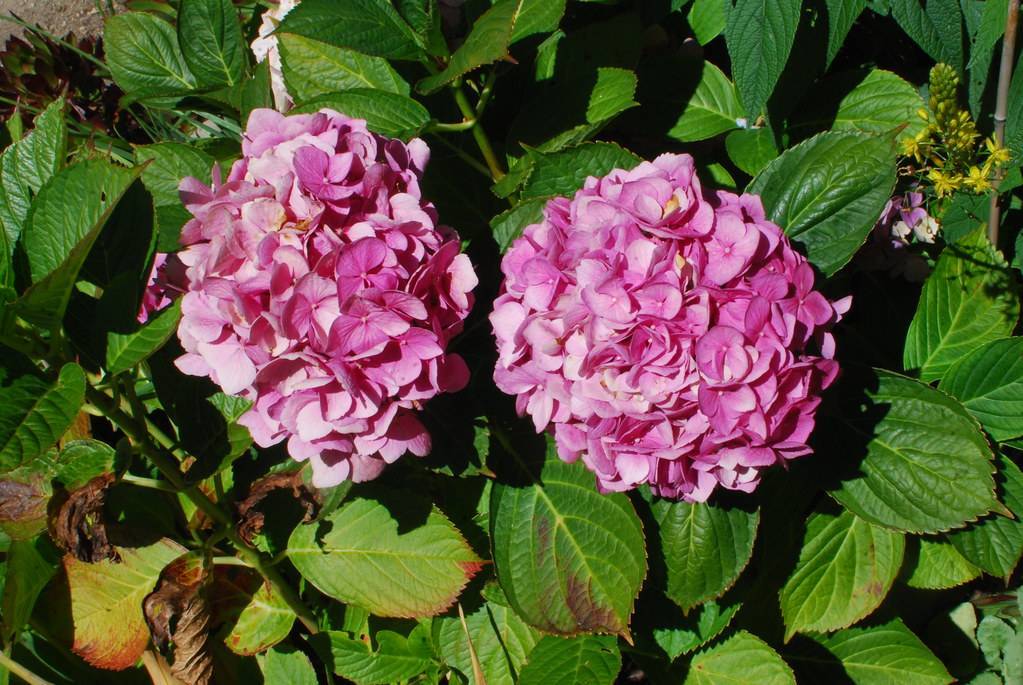 Bigleaf Hydrangea macrophylla 'Alpengluhen'- Large, cone-shaped flower clusters in shades of pink set against rich green leaves