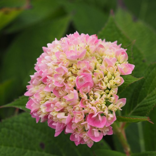 Yellow-pink flower with yellow buds, white center, green leaves and stems, burgundy blades, yellow midrib and veins.
