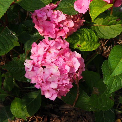 Magenta flower with red center, green leaves, brown stems, yellow-red midrib and yellow veins.