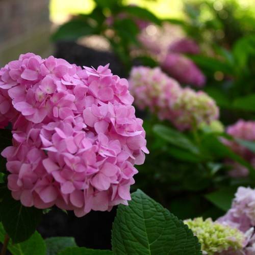 Bigleaf Hydrangea macrophylla 'Bailmer' ENDLESS SUMMER - round cluster of pink blooms contrasting with glossy, dark green leaves