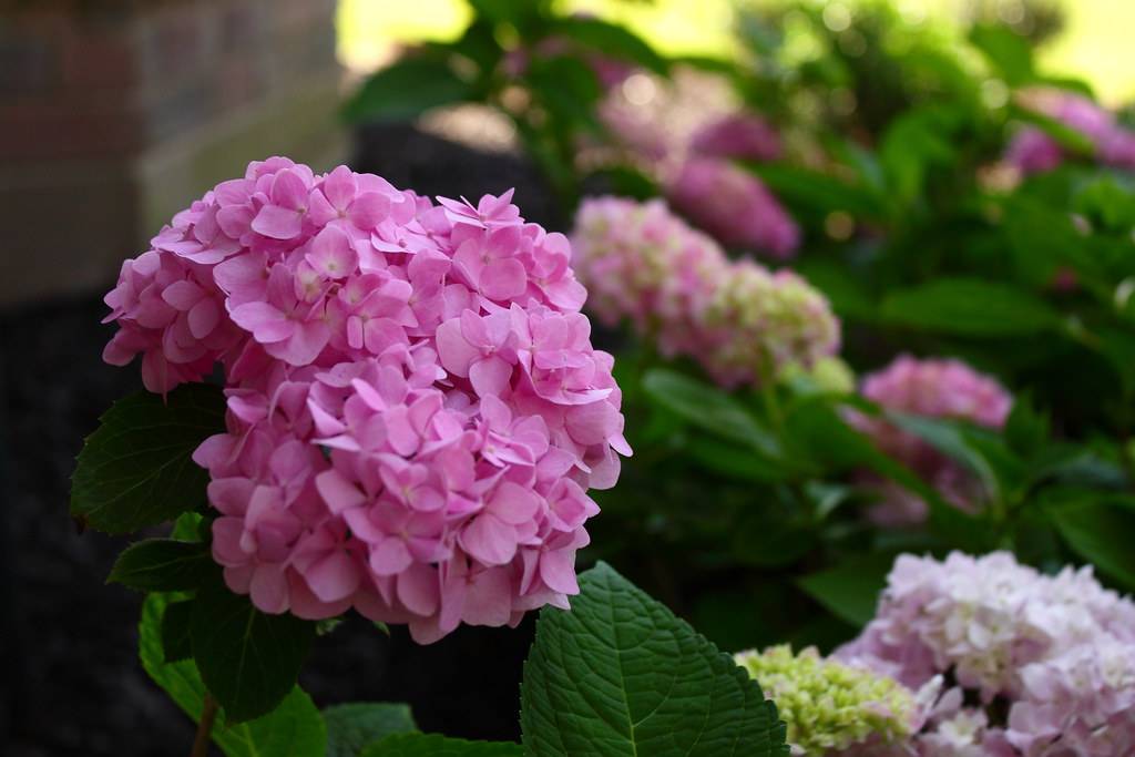 Bigleaf Hydrangea macrophylla 'Bailmer' ENDLESS SUMMER  - round cluster of pink blooms contrasting with glossy, dark green leaves