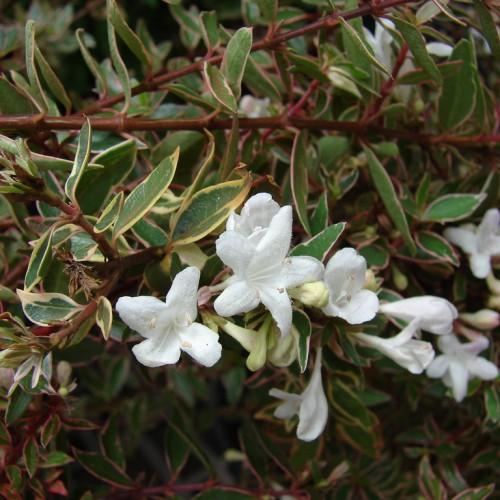 White flower with yellow-white buds, white stigma and style and filaments, beige-white anthers, lime sepals, yellow-green leaves, yellow blades and petiole, brown stems.