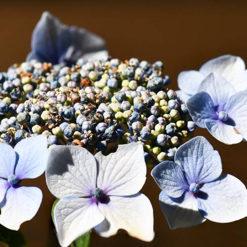 Bigleaf Hydrangea macrophylla 'Blaumeise' BLUE TITMOUSE - blue flowers/blooms atop green stem