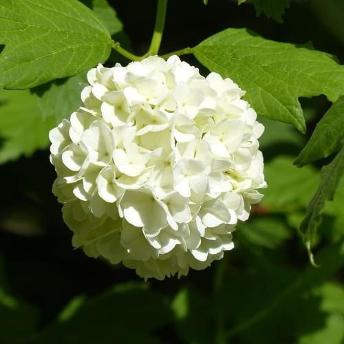 Off-white flowers with yellow midrib, yellow veins, green leaves and stems.