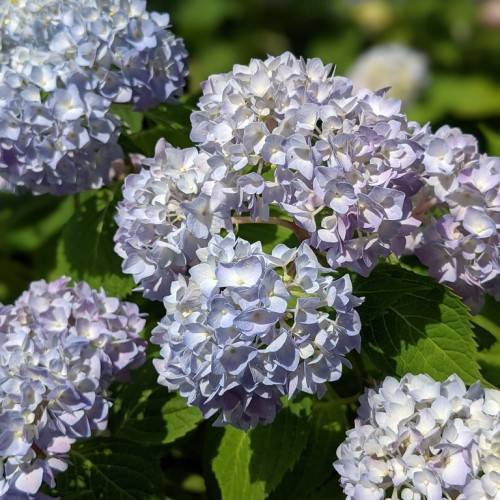 Bigleaf Hydrangea macrophylla 'Decatur Blue' - Abundant clusters of blue, white flowers against a backdrop of glossy, deep green foliage
