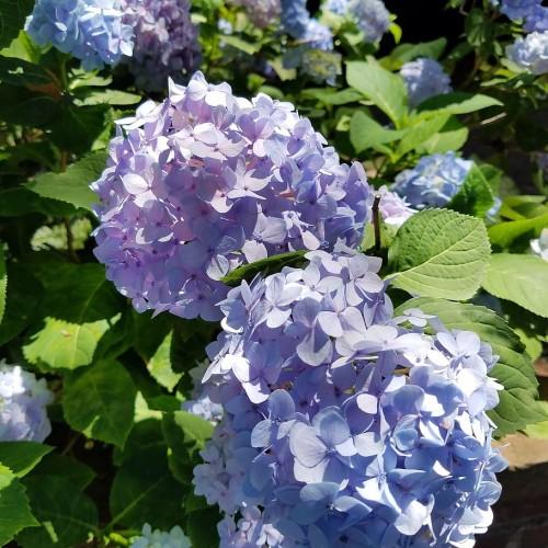 Light-violet flowers with purple center, green leaves, yellow midrib and veins.