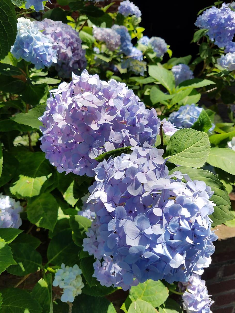 Light-violet flowers with purple center, green leaves, yellow midrib and veins.