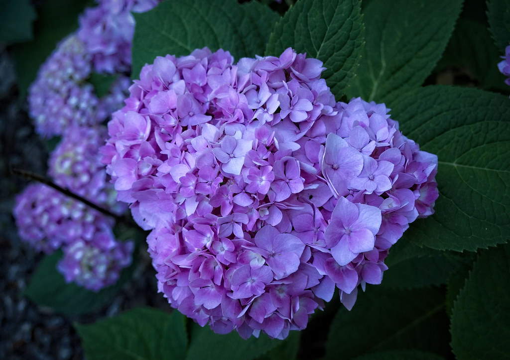 Bigleaf Hydrangea macrophylla 'Nigra' - Ball-shaped cluster of blue and purple or blue flowers gracing  green foliage