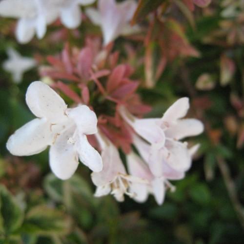Eye-catching white-pink flowers growing on tiny pink-green leaves. 