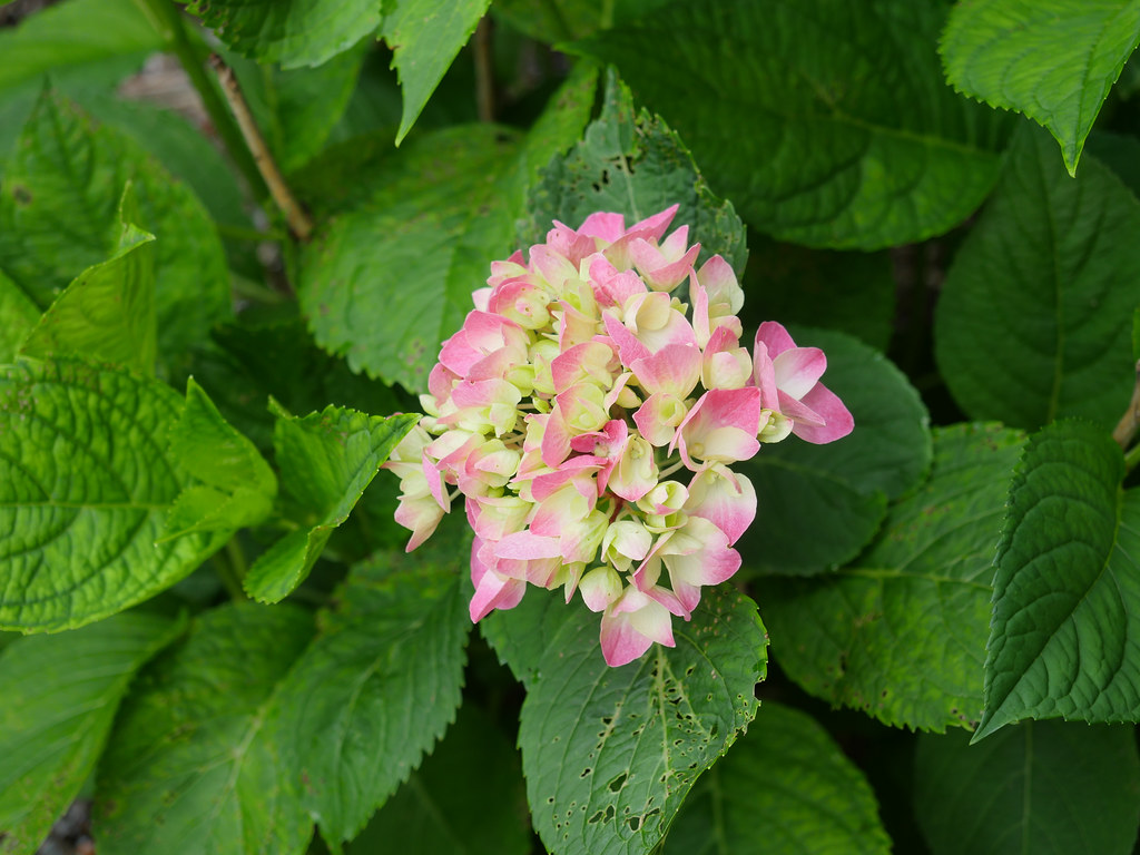 Bigleaf Hydrangea macrophylla 'Monrey' BUTTONS 'N' BOWS - Compact hydrangea variety with pink or yellowish green button-like flowers and lush green foliage