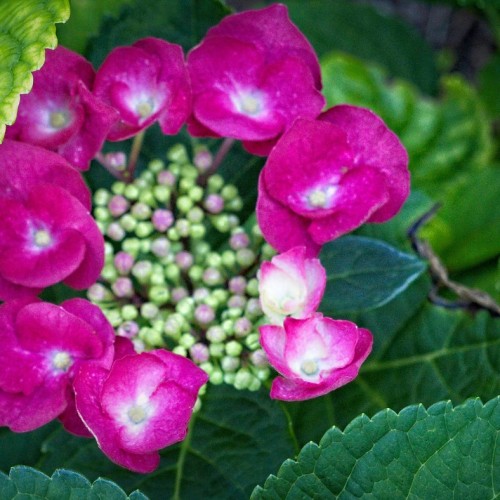 Magenta flower with white-lime center, lime-purple buds, green leaves, brown stems, yellow midrb and veins.