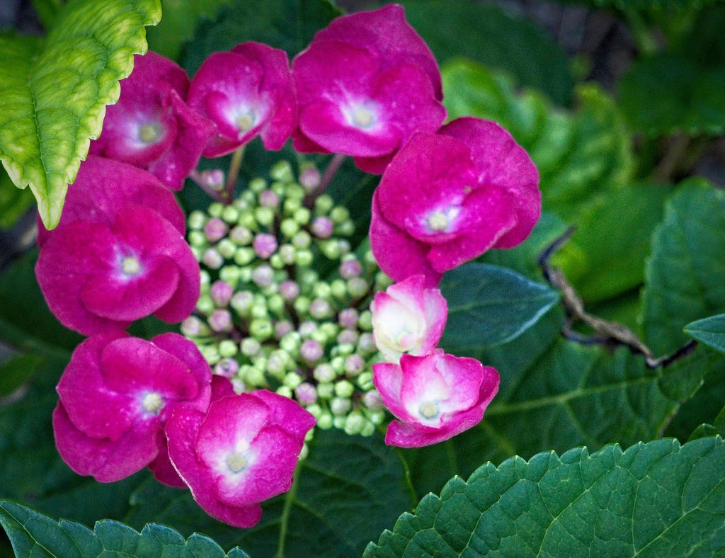 Bigleaf Hydrangea macrophylla 'P11HM-11' BLOOMSTRUCK showcasing a blend of pink, white and purple blooms with green leaves