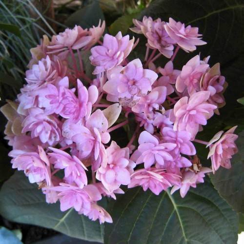 Bigleaf Hydrangea macrophylla 'Forever Pink' Showcasing baby pink flowers and green leaves