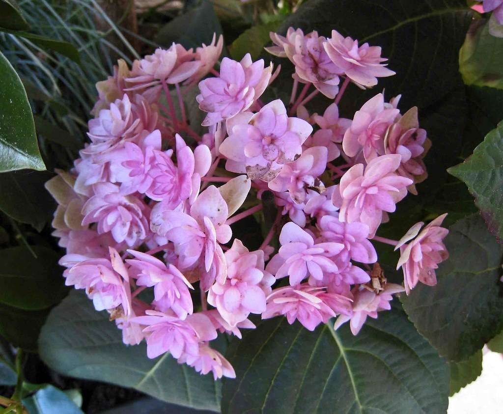 Bigleaf Hydrangea macrophylla 'Forever Pink' Showcasing baby pink flowers and green leaves