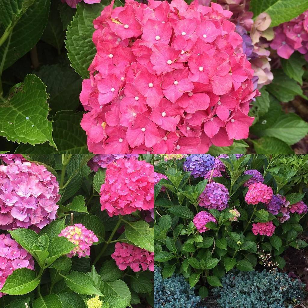 Bigleaf Hydrangea macrophylla 'Glowing Embers' with pink, purple, blue or white blend of flowers clusters and green serrated leaves