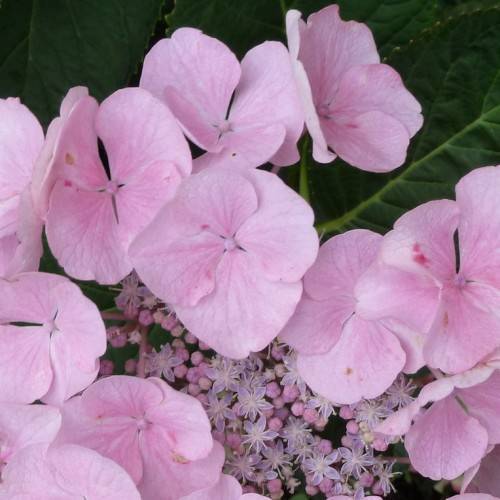 Bigleaf Hydrangea macrophylla 'Homigo' showcasing its clusters of large, flowers in shades of pink, and purple