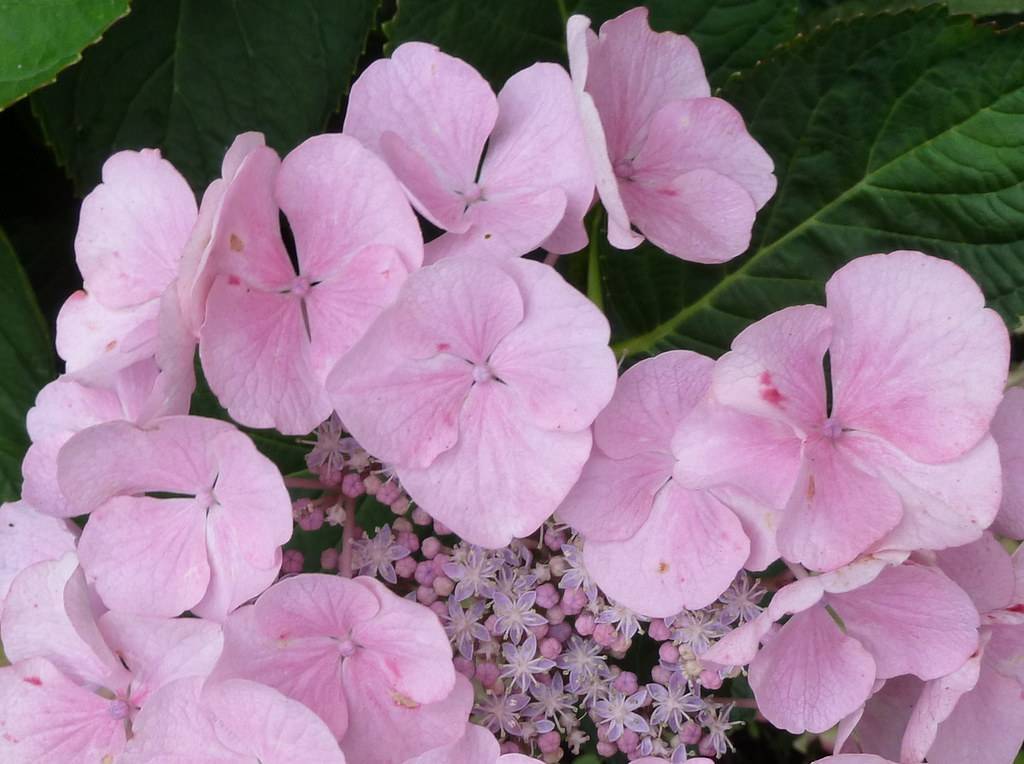 Bigleaf Hydrangea macrophylla  'Homigo'  showcasing its clusters of large, flowers in shades of pink, and purple