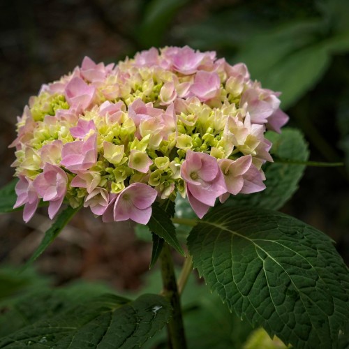 Pink-yellow flower with  white center, dark-green leaves and stems, yellow midrib, petiole and veins.