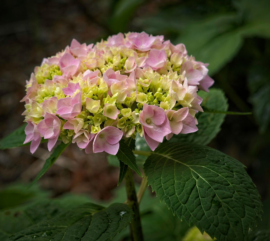 Bigleaf Hydrangea macrophylla 'Robert' LET'S DANCE MOONLIGHT - flowers cluster in shades of pink, green or yellow and green foliage atop brown stem