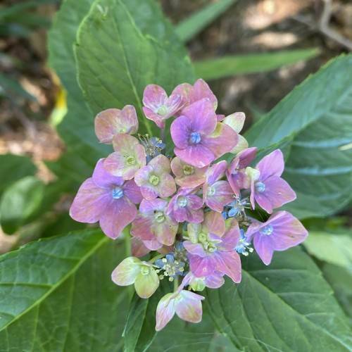 Bigleaf Hydrangea macrophylla 'Horwack' PISTACHIO featuring flowers with mix of green, pink, purple, blue and cream tones and green leaves