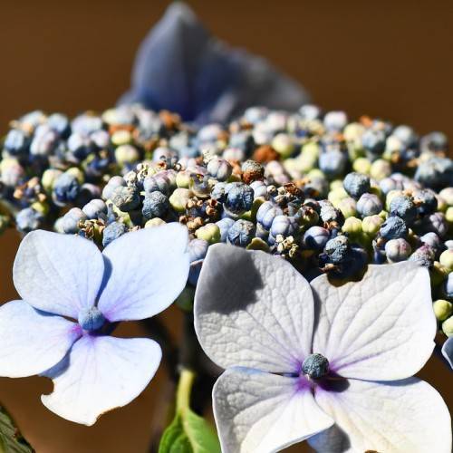 Bigleaf Hydrangea macrophylla 'Izu-no-hana' - lacecap flowers in shades of blue above green leaves