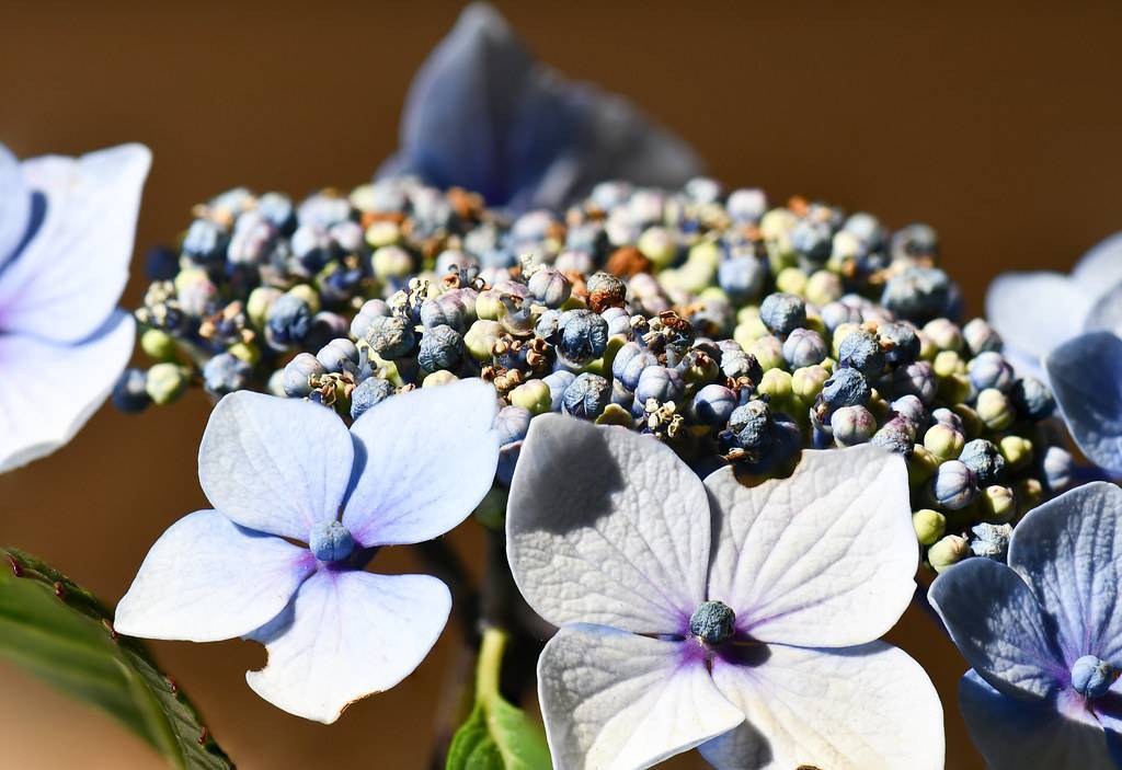 Bigleaf Hydrangea macrophylla 'Izu-no-hana' -  lacecap flowers in shades of blue above green leaves