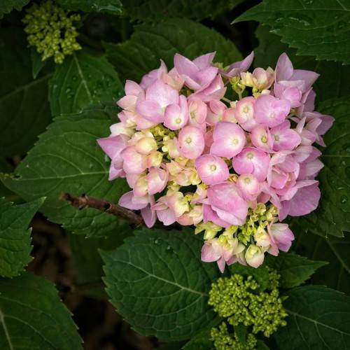 Bigleaf Hydrangea macrophylla 'Kompeito' STAR GAZER - star-shaped flowers in shades of purple and pink, set against glossy green foliage