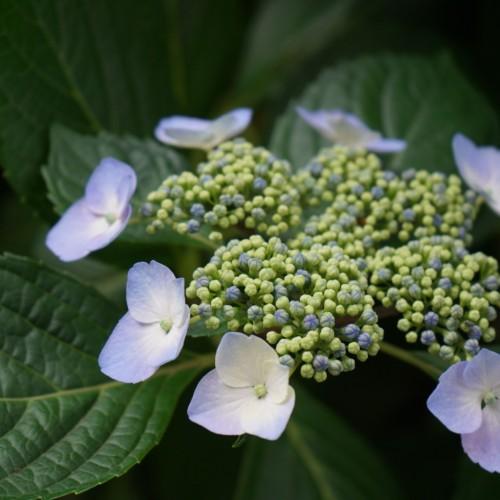 Lavender-white flower with lime center, lavender-lime buds, yellow petiole and midribs, green leaves.