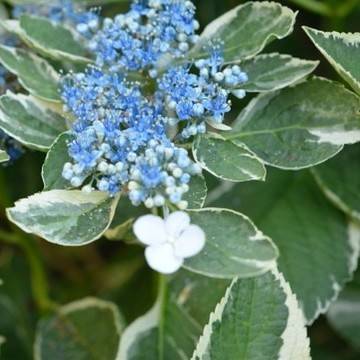 Bigleaf Hydrangea macrophylla 'Mariesii' with mophead blooms in shades of white, blue, or lavender and variegated green-white leaves