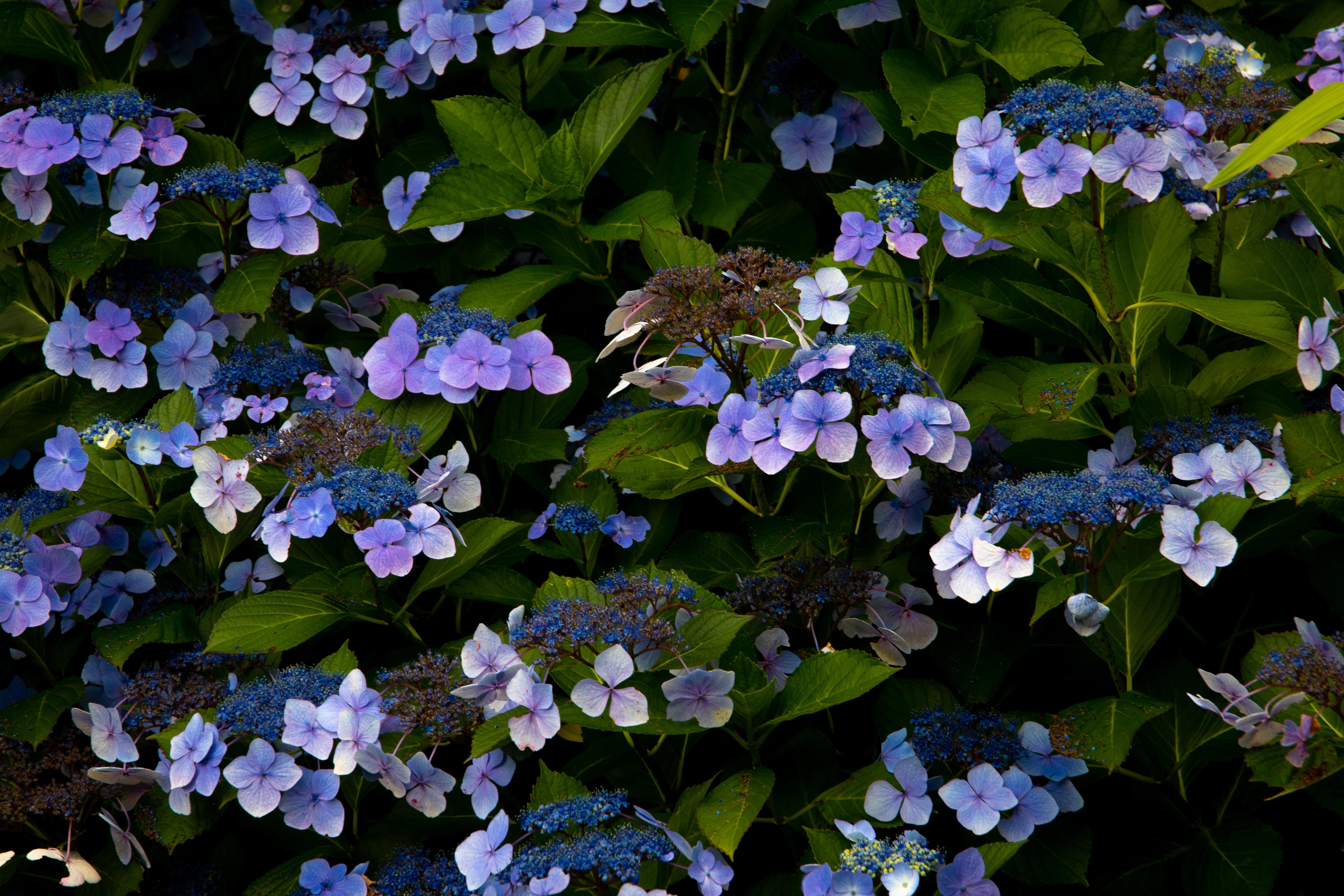 Violet flowers pink petiole, green leaves, yellow stems, yellow midrib and veins.