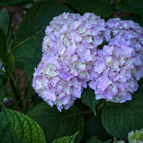 Violet-lavender flower with yellow-white center, green leaves and stems, yellow midrib and veins.