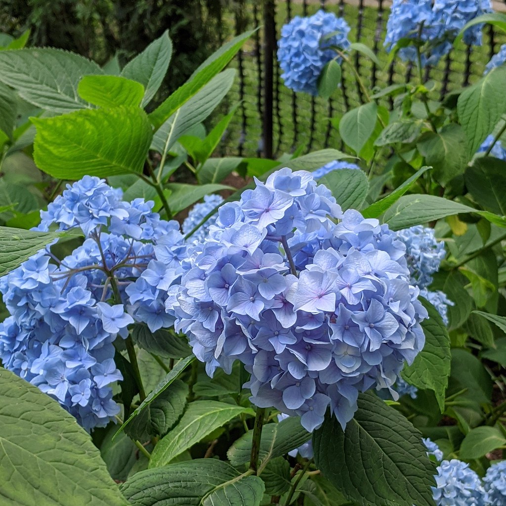 Bigleaf Hydrangea macrophylla 'ES14' LET'S DANCE RHAPSODY BLUE Compact clusters of wblue flowers nestled among textured, green serrated leaves