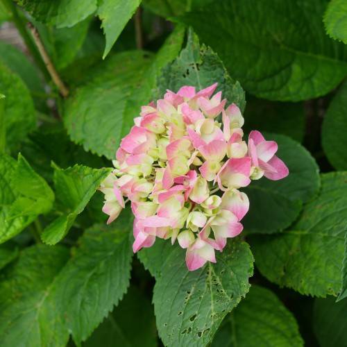 Bigleaf Hydrangea macrophylla 'Monrey' BUTTONS 'N' BOWS - Compact hydrangea variety with pink or yellowish green button-like flowers and lush green foliage