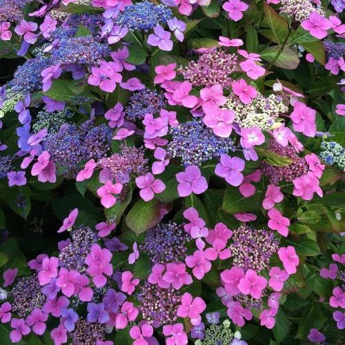 Violet flowers pink petiole, green leaves, green, stems, yellow midrib and veins.