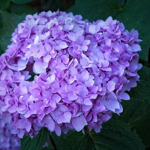 Bigleaf Hydrangea macrophylla 'Nigra' - clusters of pink and purple flowers set against dark green foliage