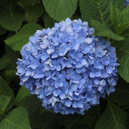 Bigleaf Hydrangea macrophylla 'Nikko Blue' showcasing vibrant blue flower heads against the backdrop of glossy green foliage