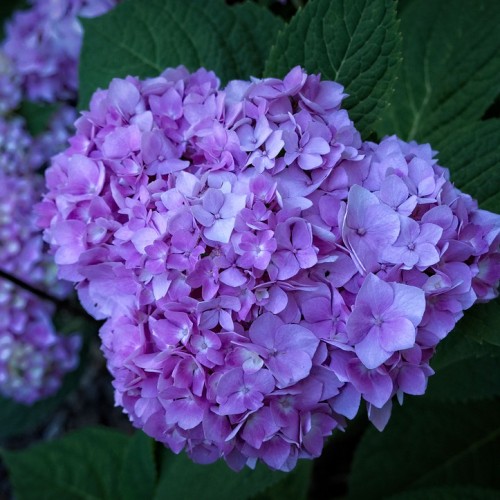 Violet-lavender flower with green leaves, off-white midrib blades and veins.