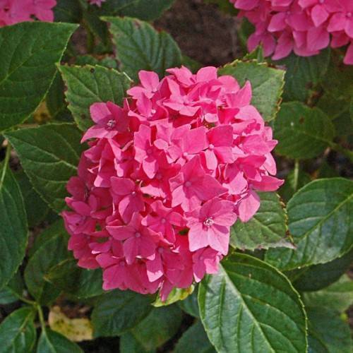 Bigleaf Hydrangea macrophylla 'Pia' displaying profusion of pink flowers and green leaves