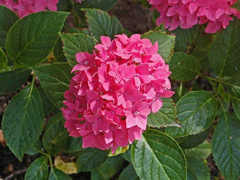 Bigleaf Hydrangea macrophylla 'Pia' displaying profusion of pink flowers and green leaves