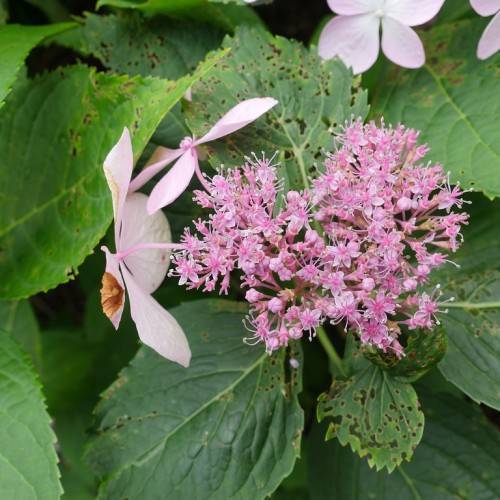 Bigleaf Hydrangea macrophylla 'SMHMLDD' LET'S DANCE DIVA - flowers in various shades of pink and purple and green leaves
