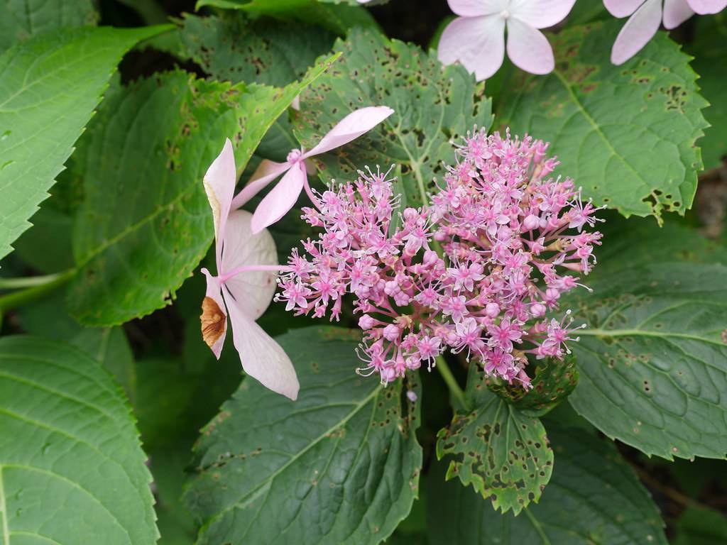 Bigleaf Hydrangea macrophylla 'SMHMLDD' LET'S DANCE DIVA - flowers in various shades of pink and purple and green leaves